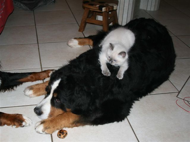 Ragdoll à Malice